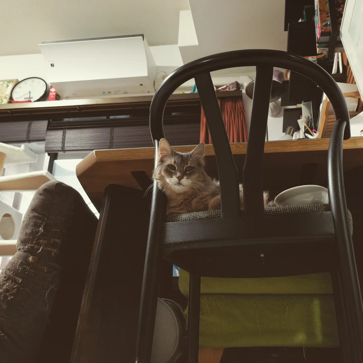 サフィラおばあちゃん〜！