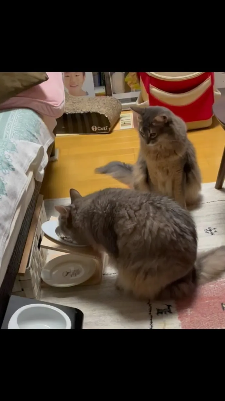 食事のサフィラと食べたそうにしているカイ君^_^