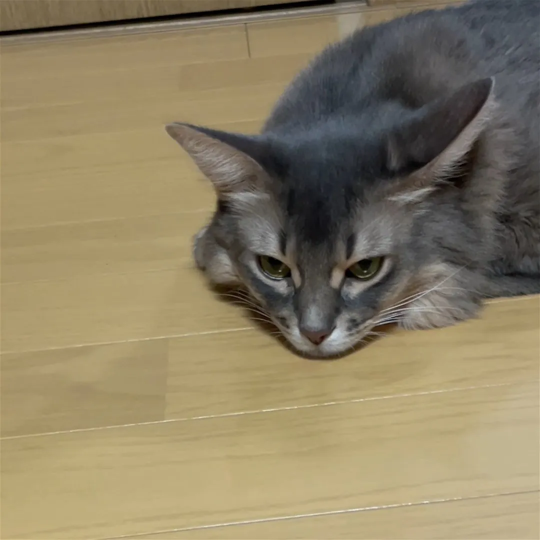 何してるの？..サフィラとカイ君