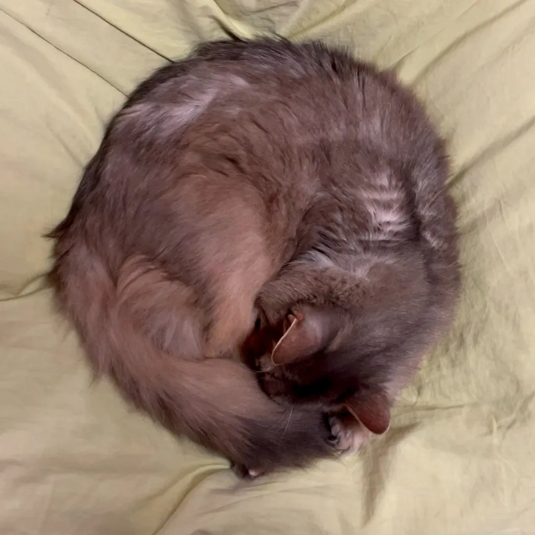 サフィラに怒られた。