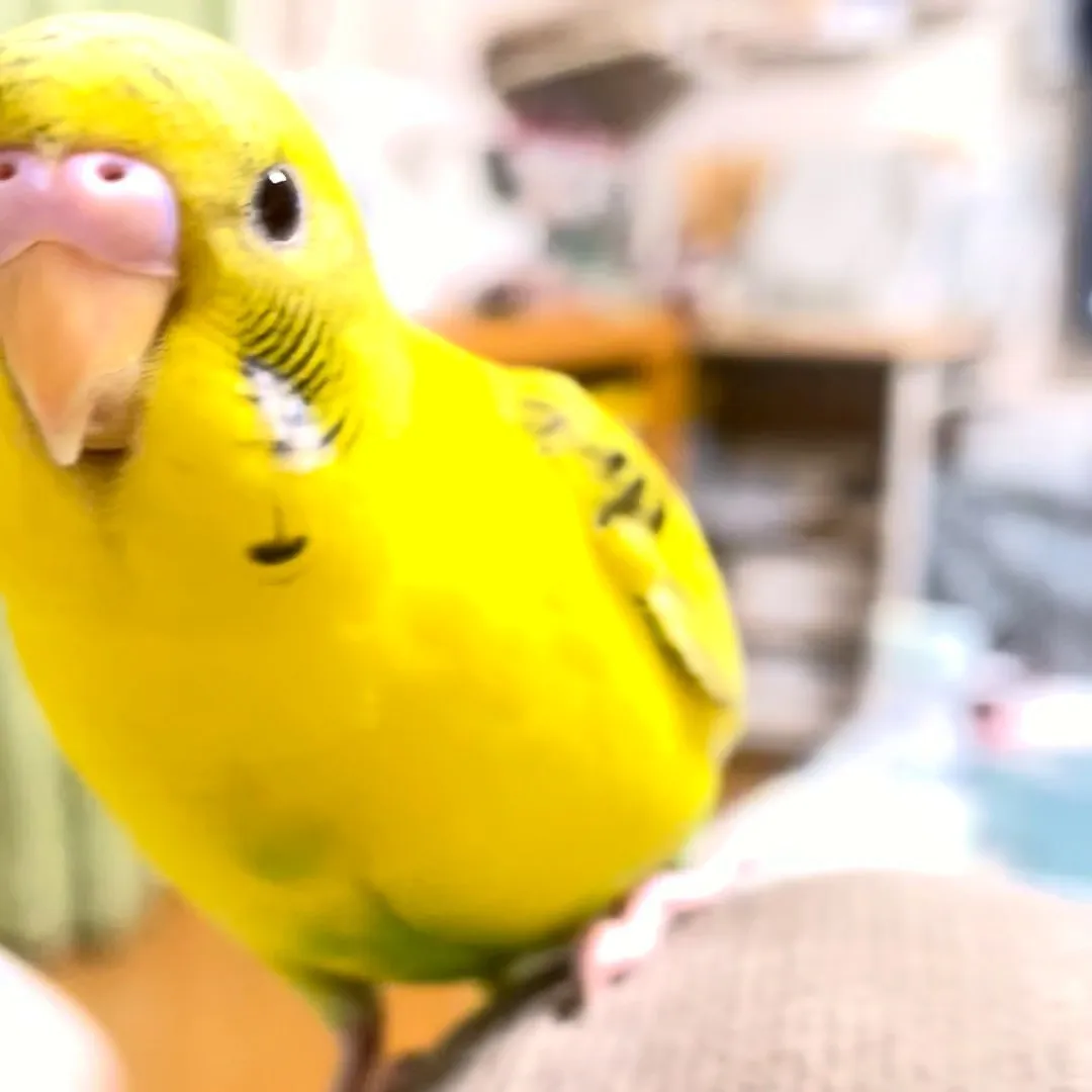 変な鳥...カメラに興味津々！